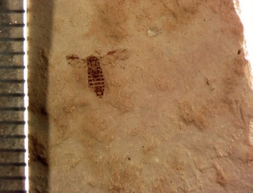 undet. Auchenorrhyncha