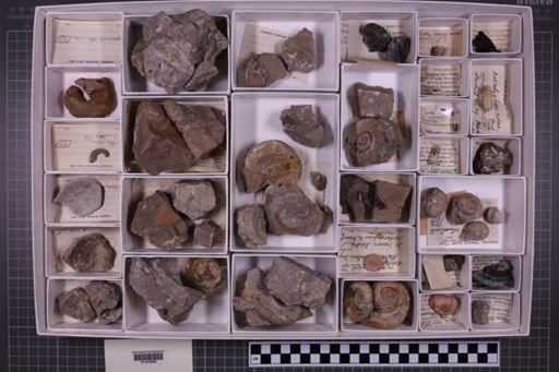 mixed taxa, stratigraphic collection