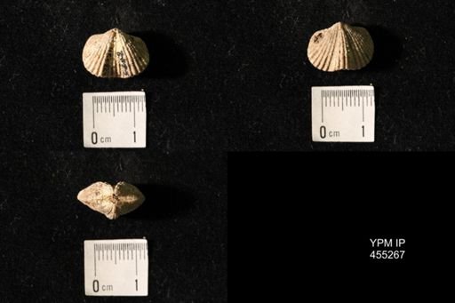 Platystrophia elegantula