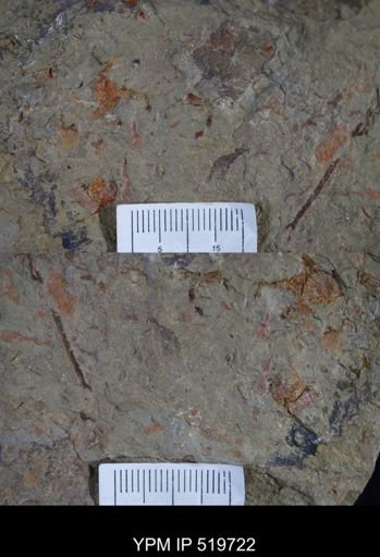 undet. Hyolithida