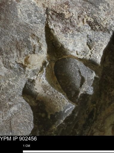 undet. Mollusca
