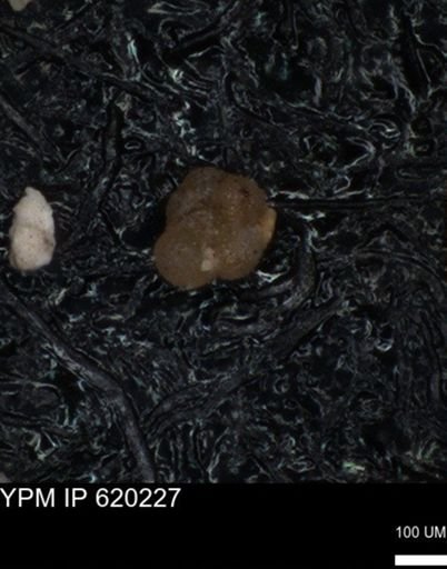 undet. Foraminiferida