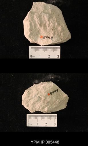 Protereisma gracile