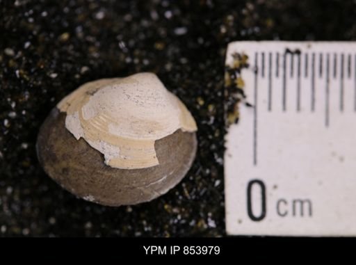 Limopsis striatopunctatus