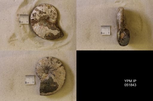 Hoploscaphites nicolletii
