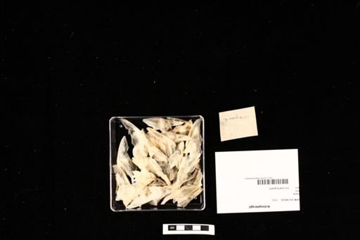 Actinopterygii