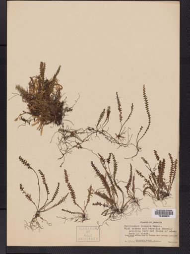 Polypodium
