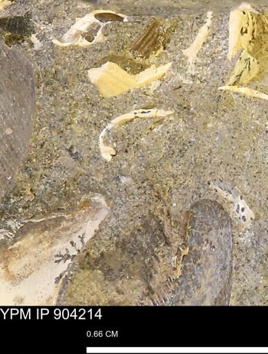 undet. Mollusca
