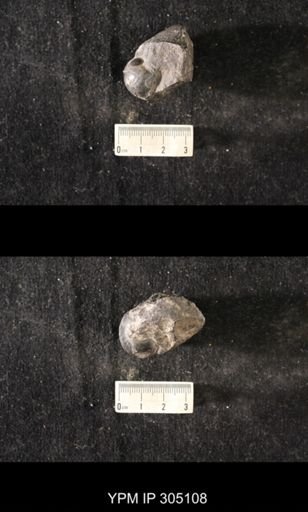Sinuites cancellatus