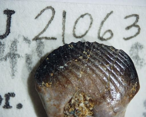 Ptilodus montanus