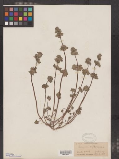 Lamium amplexicaule