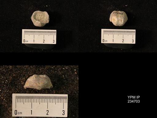 Marginifera splendens