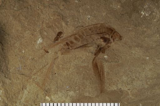 Gryllidae