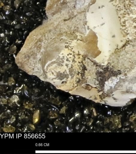 Euspira sp.