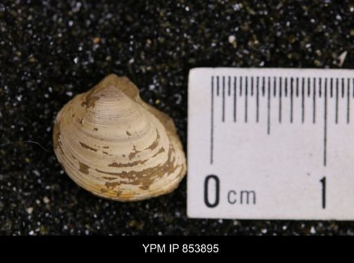 Limopsis striatopunctatus