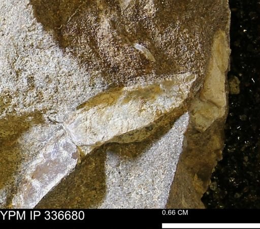 undet. Mollusca