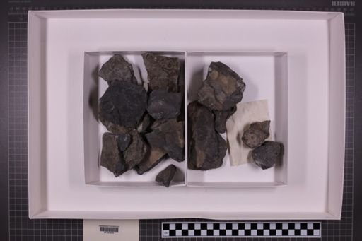 mixed taxa, stratigraphic collection