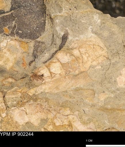 undet. Inoceramidae