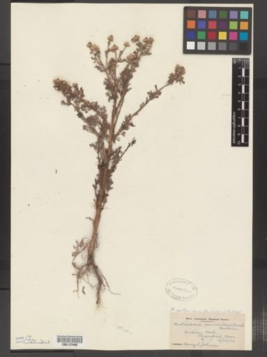 Matricaria matricarioides