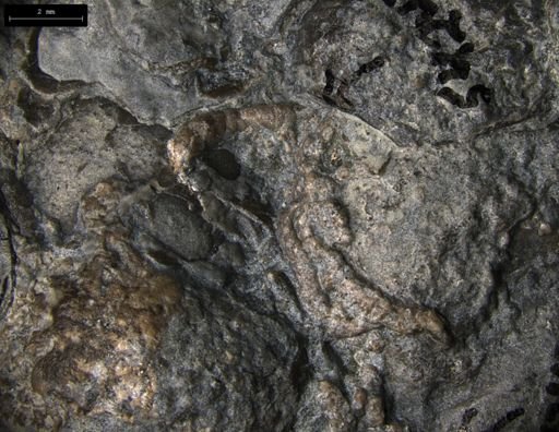 Aplocoma damesii