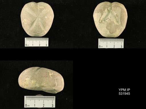 Macraster washitae