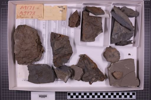 mixed taxa, stratigraphic collection