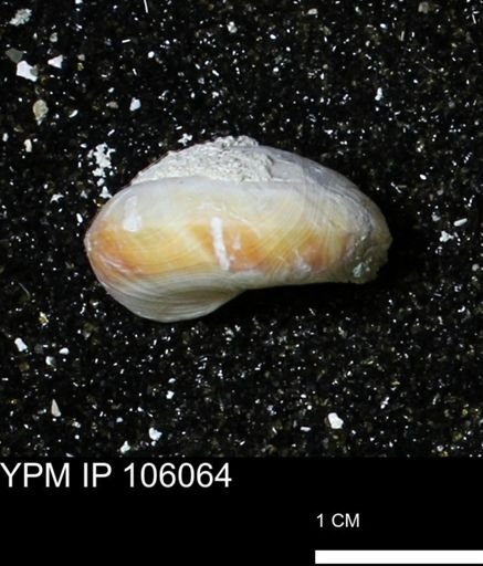 Poecilozonites bermudensis zonatus