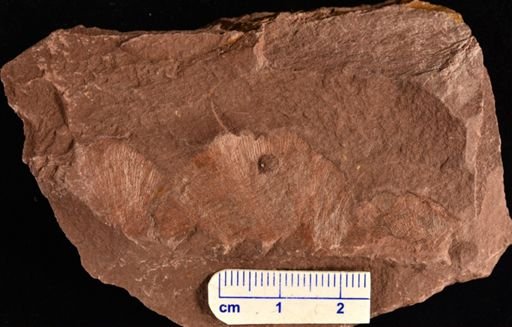 Archaeopteris obtusa