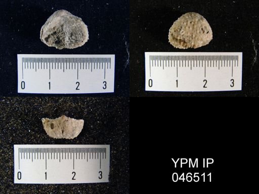 Avonia walcottiana