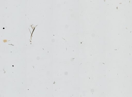 Clathria (Microciona) sp.