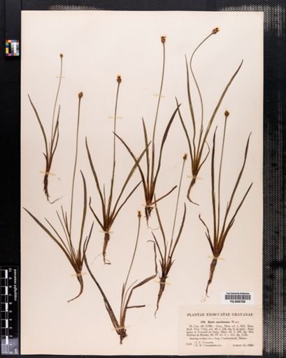 Xyris caroliniana