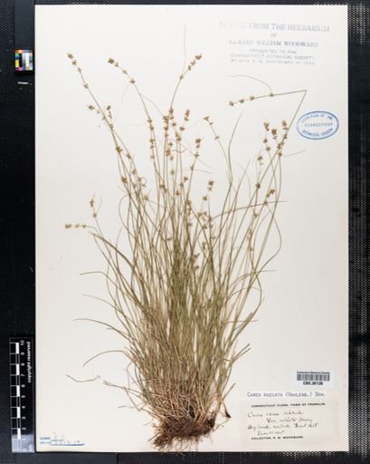 Carex radiata
