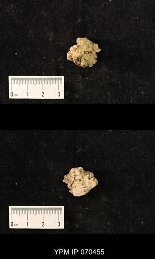 Favosites brownsportensis