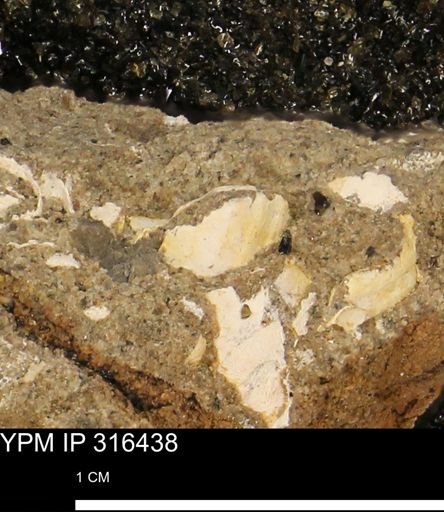 undet. Mollusca