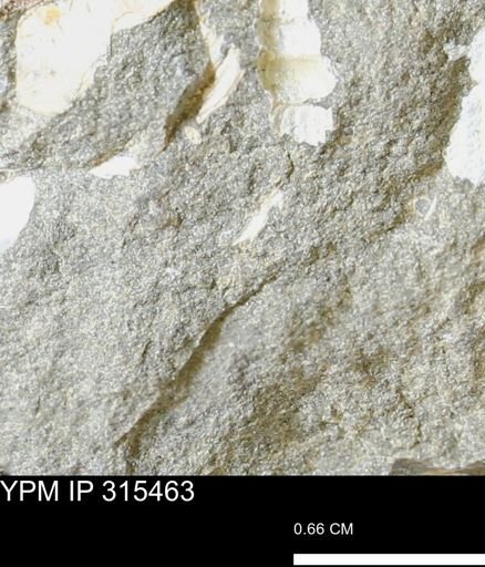 undet. Mollusca