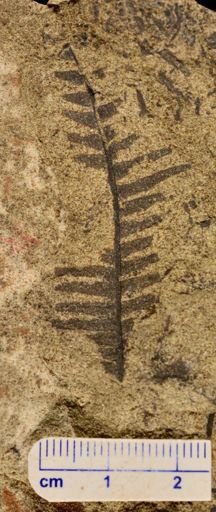 Paramatonia linearis