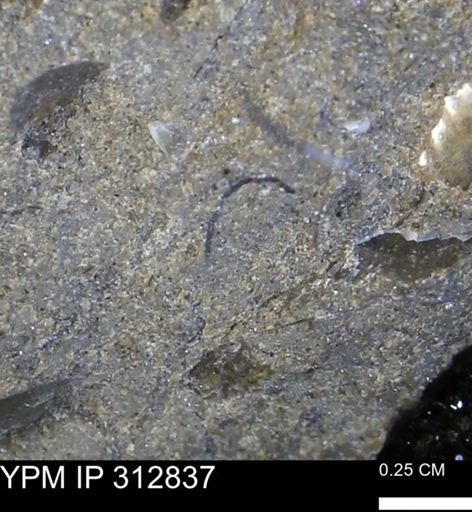 undet. Mollusca