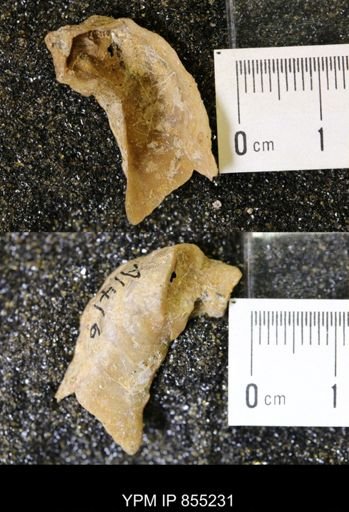 undet. Ostreidae