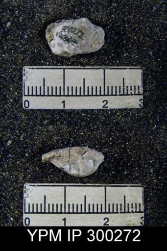 Martinia rhomboidalis