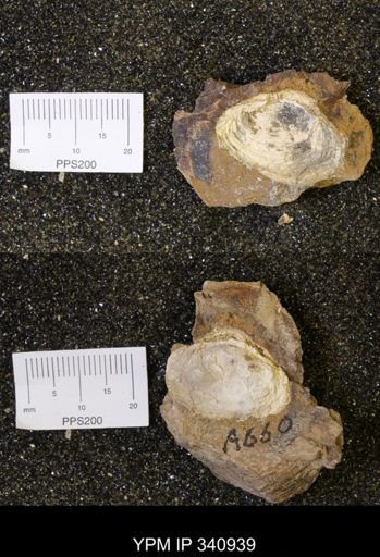 Corbicula sp.