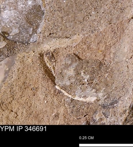 undet. Mollusca