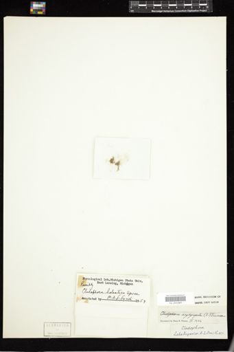 Cladophora holsatica