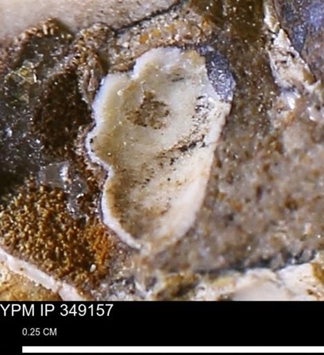 undet. Mollusca