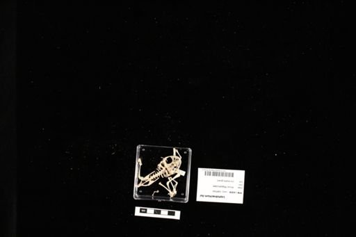 Leptobrachium liui