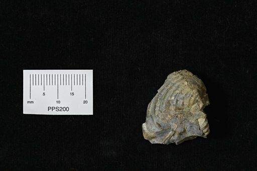 Fasciolariidae