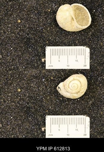 Vanikoropsis sp.