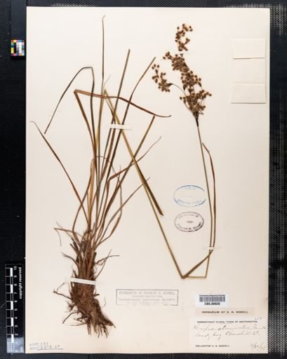 Scirpus atrocinctus