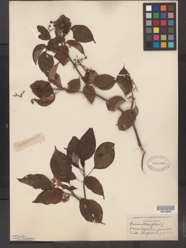 Cornus alternifolia