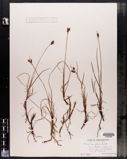 Carex rariflora