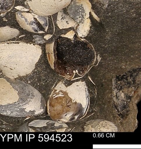 Protocardia sp.